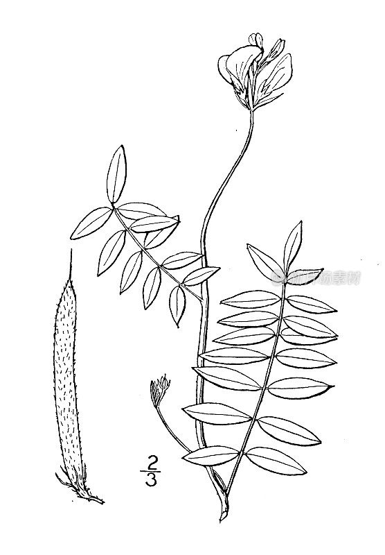 古植物学植物插图:Cracca hispidula，几花山羊的rue